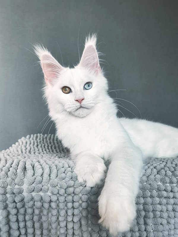 Mirra Akbars - Kitten maine-coon 4 months