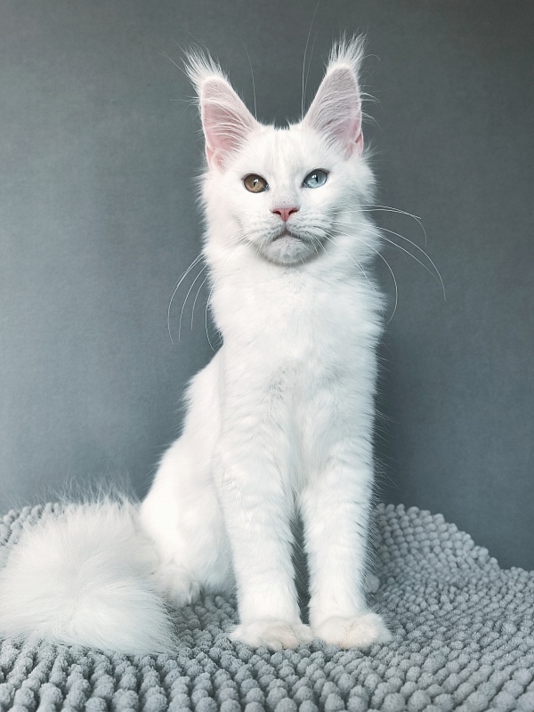 Mirra Akbars - Kitten maine-coon 4 months