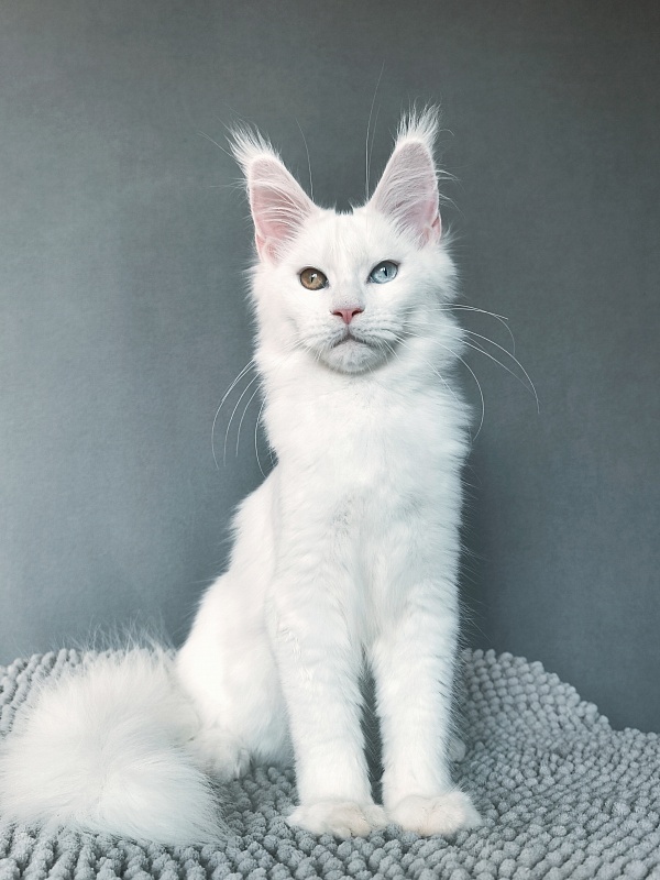 Mirra Akbars - Kitten maine-coon 4 months