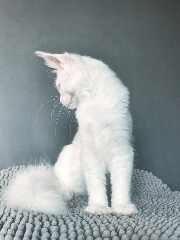 Mirra Akbars - Kitten maine-coon 4 months