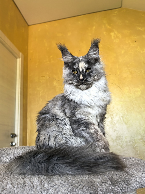 Magnolia Akbars - Kitten maine-coon 5.5 months