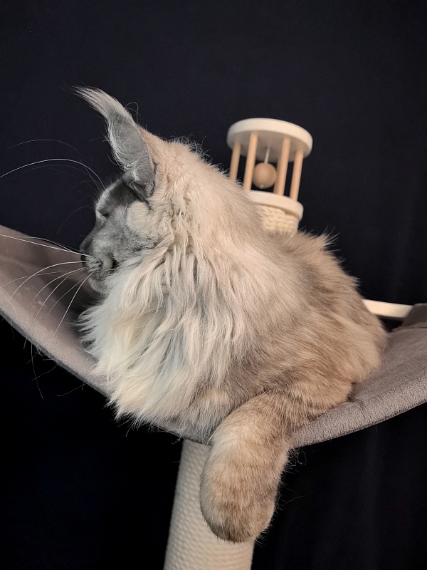 Magnolia Akbars - Kitten maine-coon 6.5 months