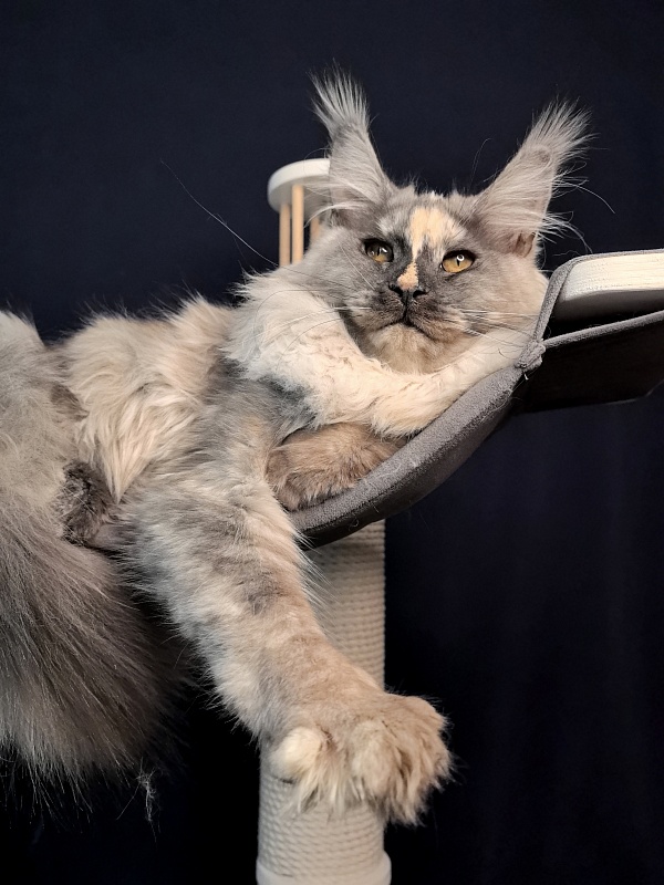 Magnolia Akbars - Kitten maine-coon 6.5 months