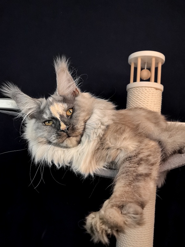 Magnolia Akbars - Kitten maine-coon 6.5 months
