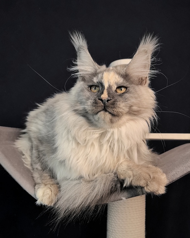 Magnolia Akbars - Kitten maine-coon 6.5 months