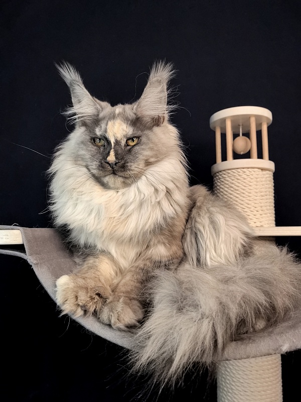Magnolia Akbars - Kitten maine-coon 6.5 months