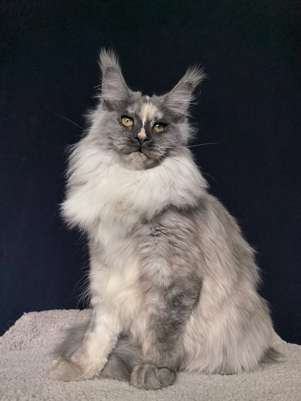 Magnolia Akbars - Junior maine-coon 7 months 1.5 week