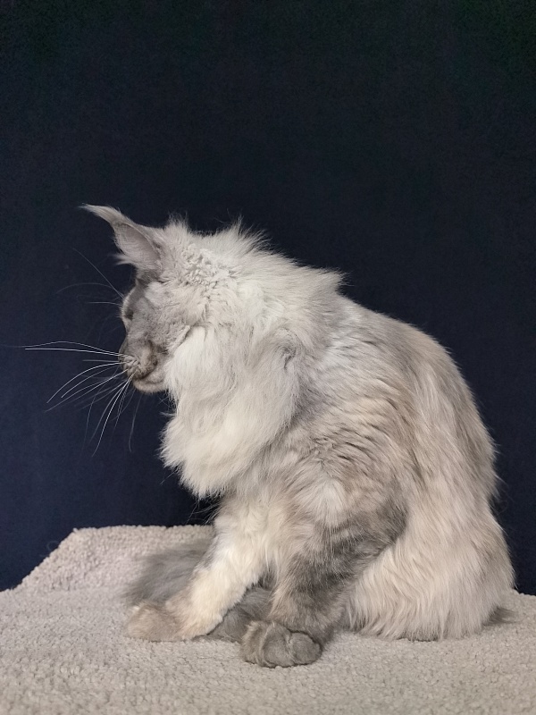 Magnolia Akbars - Junior maine-coon 7 months 1.5 week