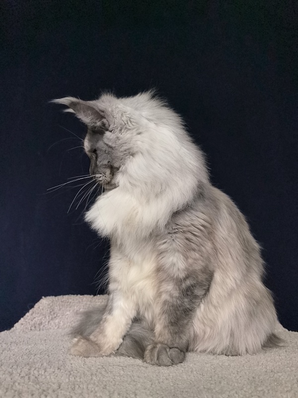 Magnolia Akbars - Junior maine-coon 7 months 1.5 week