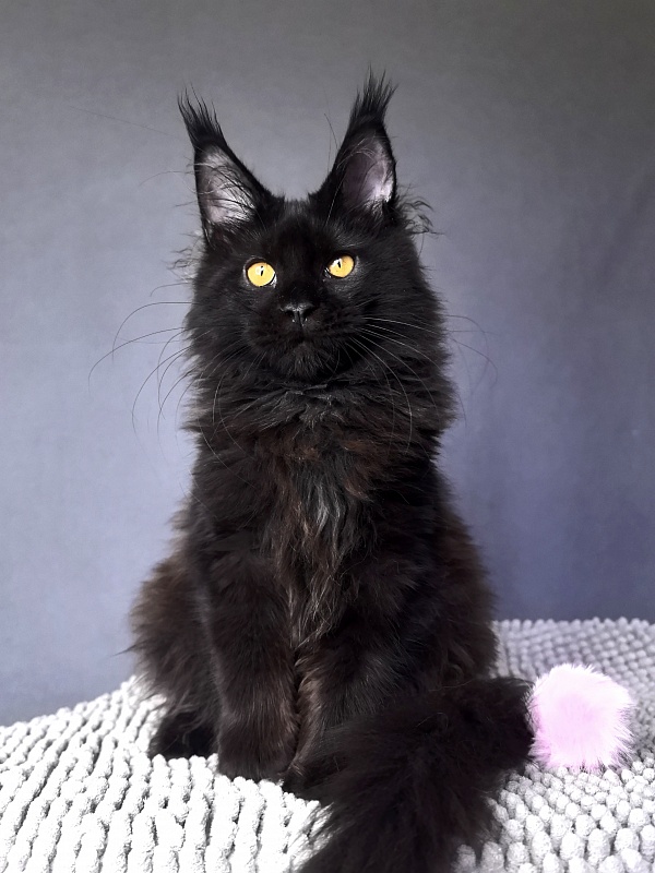 My Lyalya Akbars - Kitten maine-coon 4 months