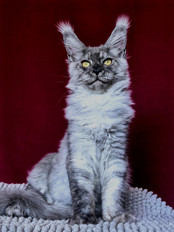 Filat Akbars - Kitten maine-coon 4 months 1 week
