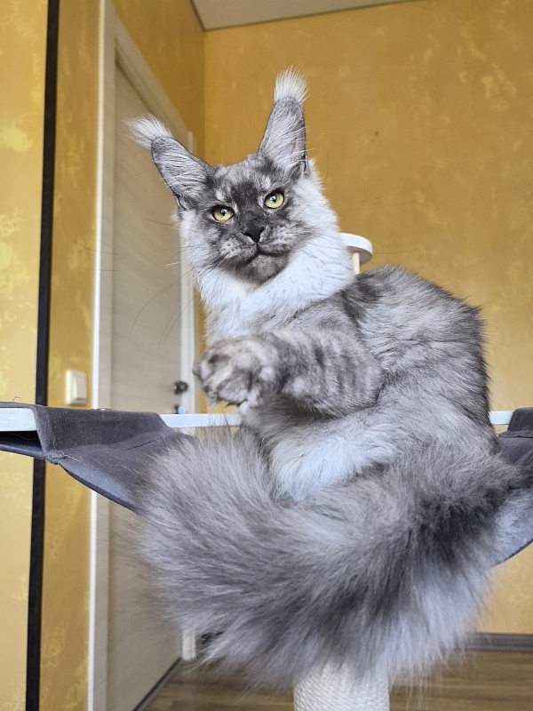 Filat Akbars - Kitten maine-coon 5 months 1 week