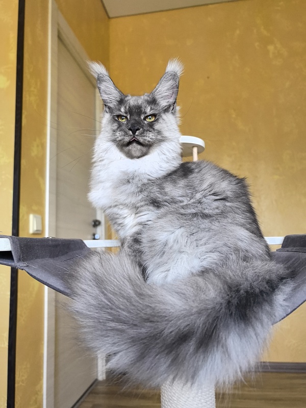 Filat Akbars - Kitten maine-coon 5 months 1 week