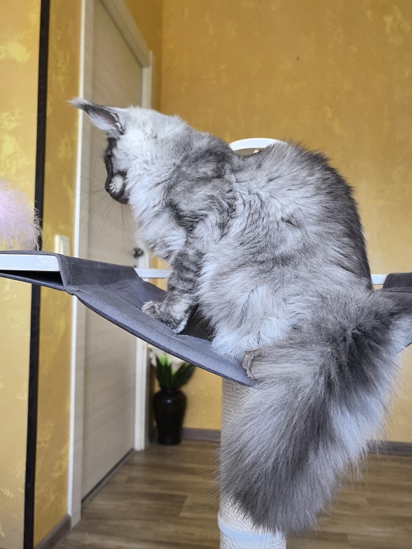 Filat Akbars - Kitten maine-coon 5 months 1 week