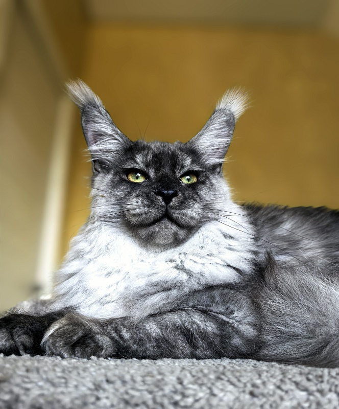 Filat Akbars - Kitten maine-coon 5 months 3 weeks