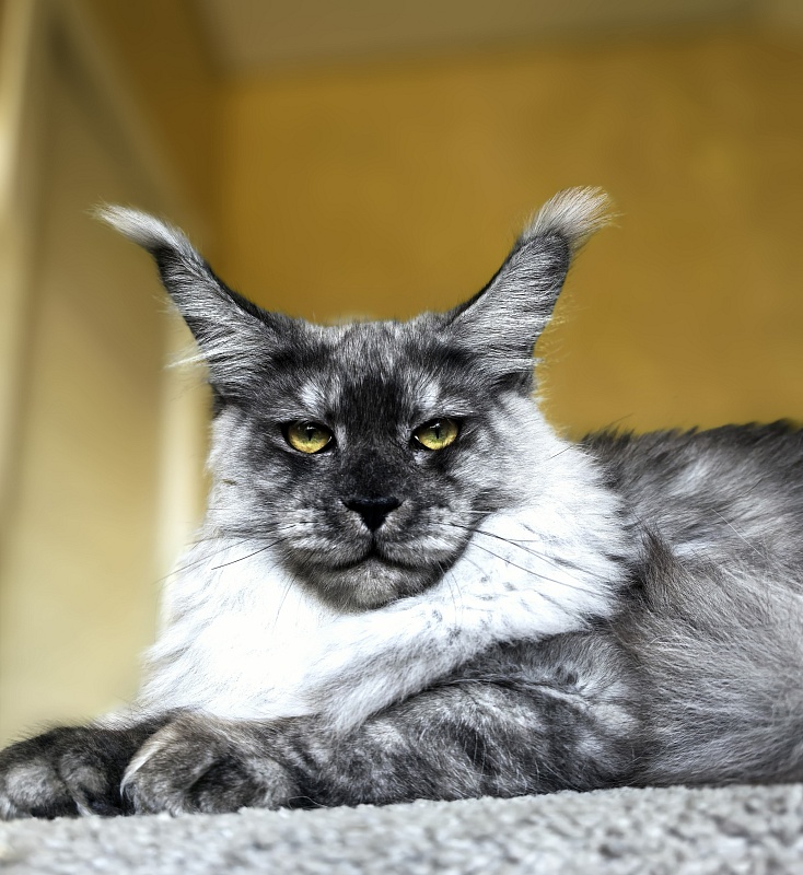 Filat Akbars - Kitten maine-coon 5 months 3 weeks