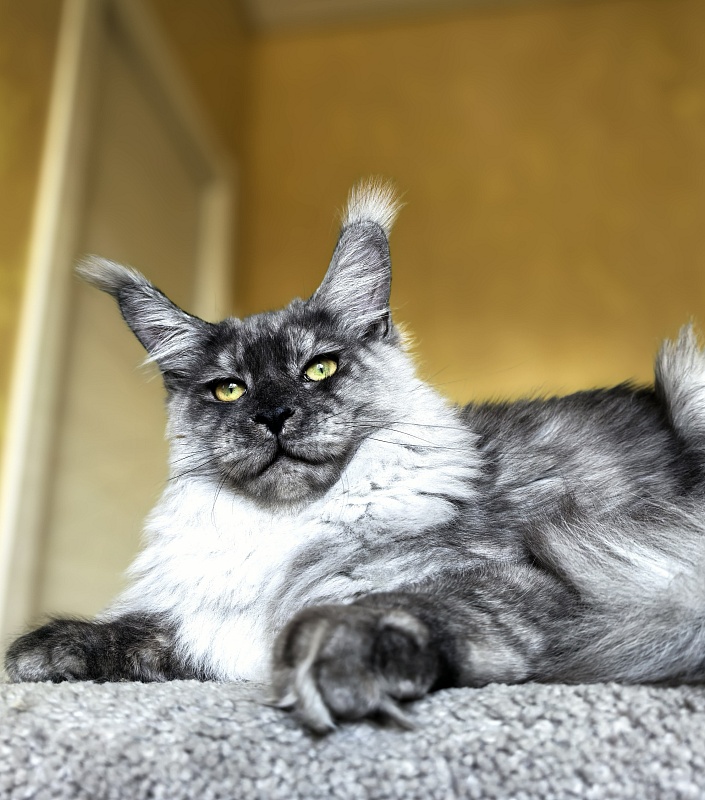 Filat Akbars - Kitten maine-coon 5 months 3 weeks
