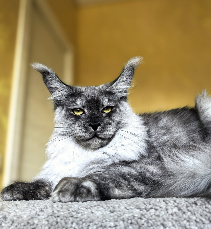 Filat Akbars - Kitten maine-coon 5 months 3 weeks