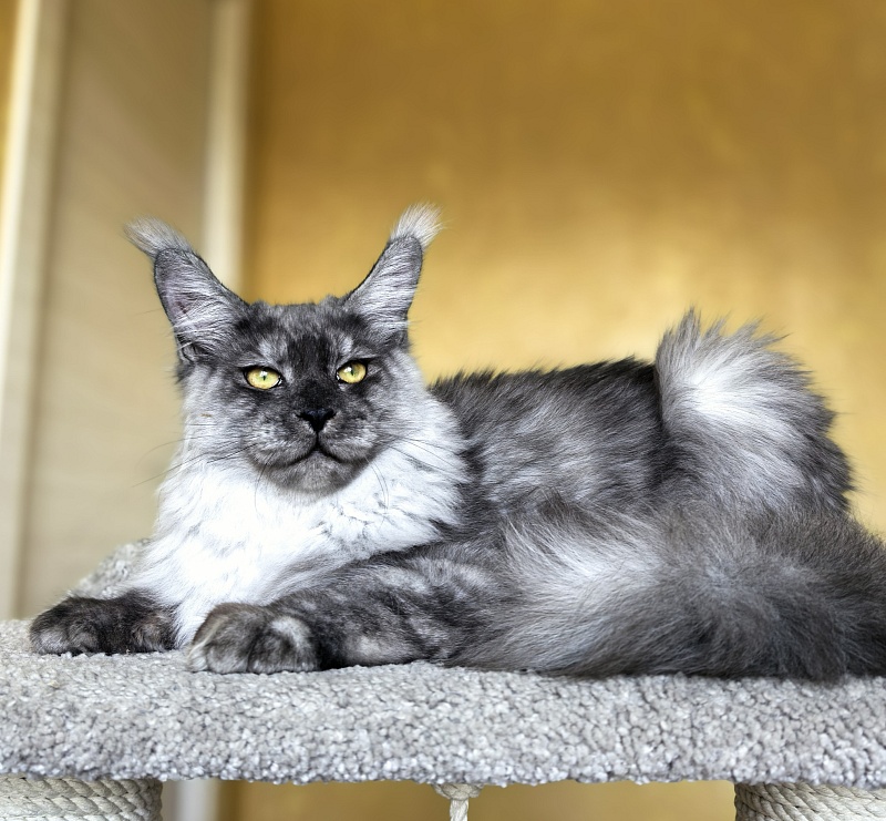 Filat Akbars - Kitten maine-coon 5 months 3 weeks