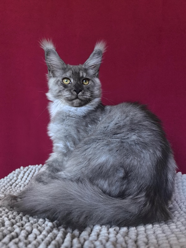 Filat Akbars - Kitten maine-coon 4 months 1 week