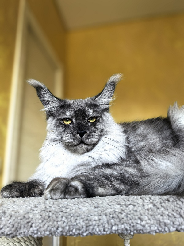 Filat Akbars - Kitten maine-coon 5 months 3 weeks