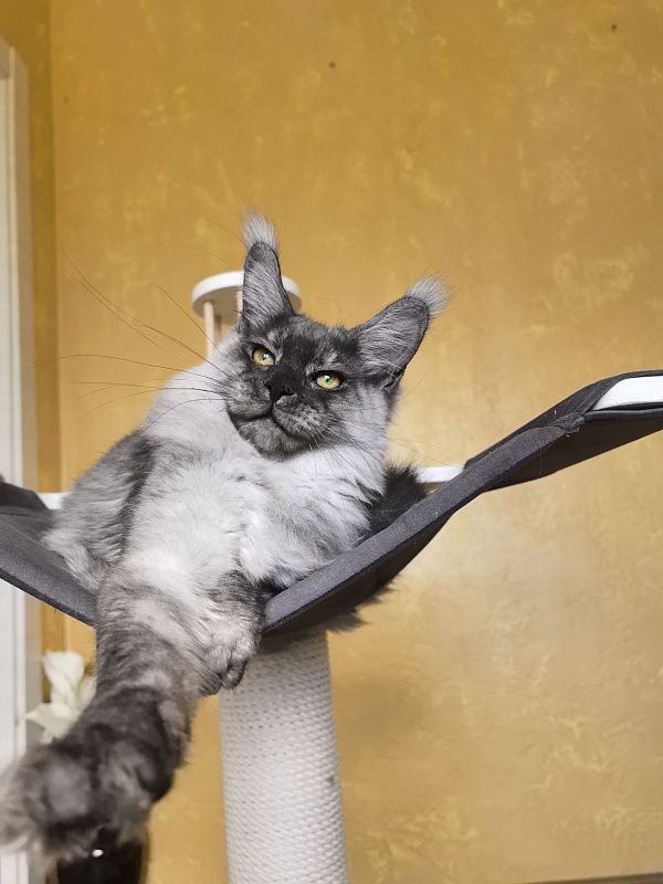 Filat Akbars - Kitten maine-coon 5 months 1 week
