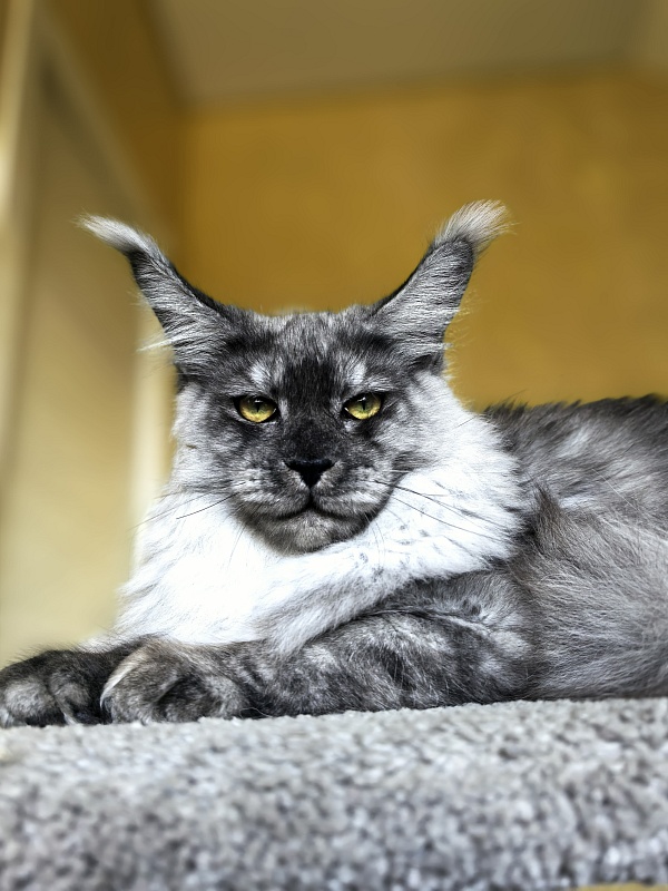 Filat Akbars - Kitten maine-coon 5 months 3 weeks