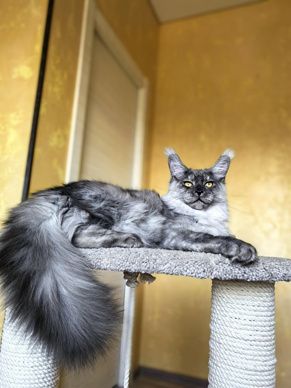 Filat Akbars - Kitten maine-coon 5 months 3 weeks