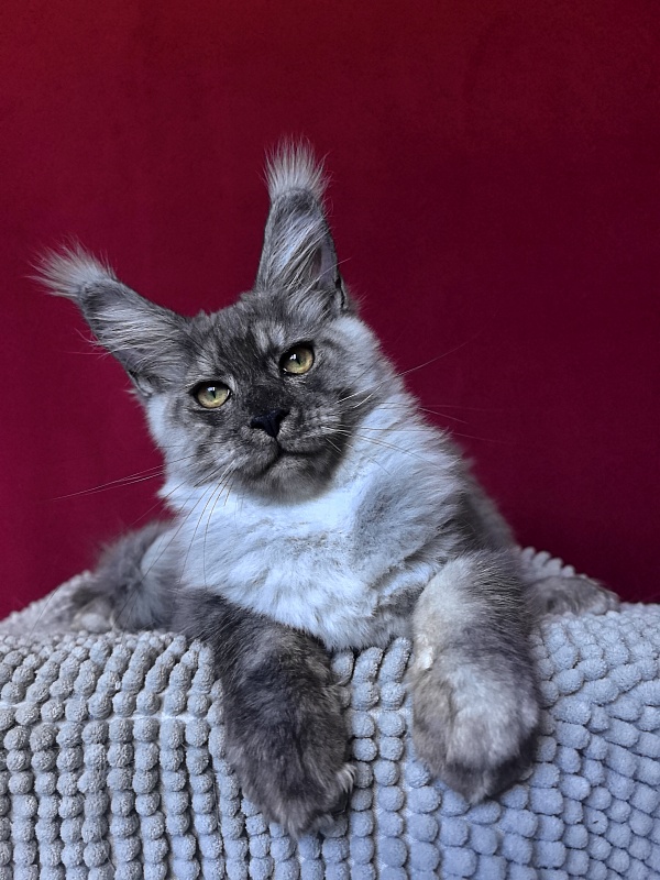 Filat Akbars - Kitten maine-coon 4 months 1 week