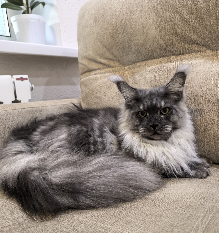Filat  Akbars - Junior maine-coon 8 months 1 week