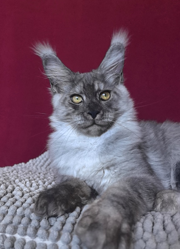 Filat Akbars - Kitten maine-coon 4 months 1 week