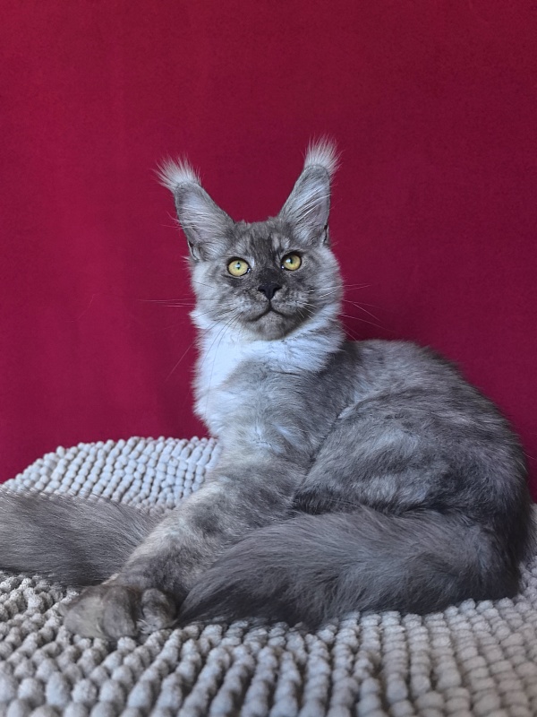Filat Akbars - Kitten maine-coon 4 months 1 week