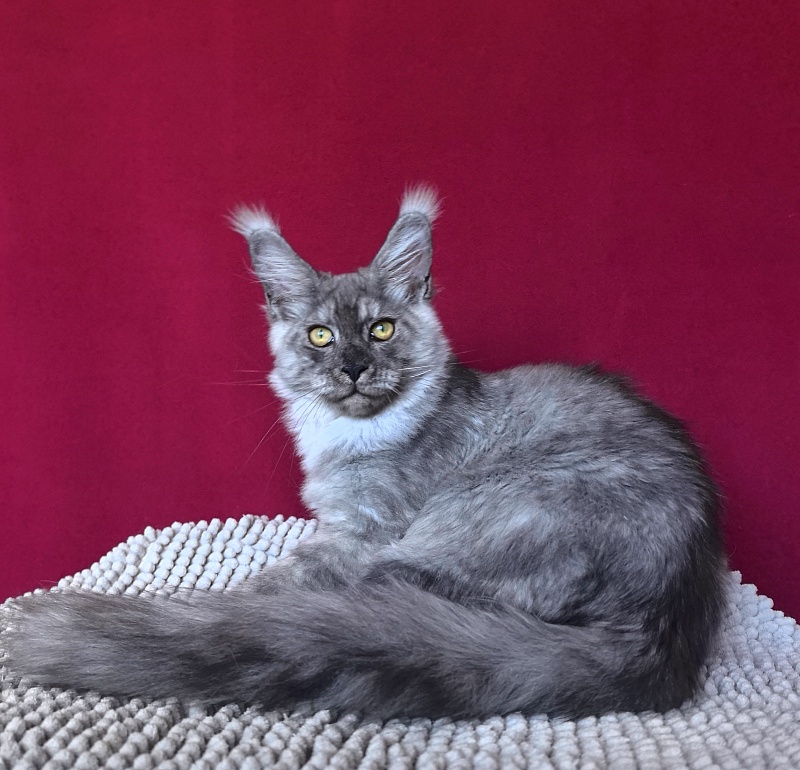 Filat Akbars - Kitten maine-coon 4 months 1 week