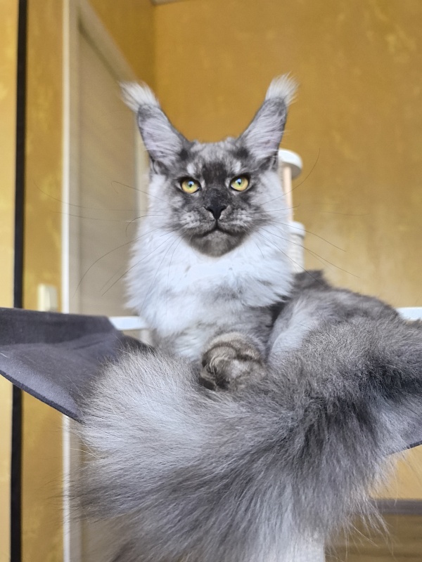 Filat Akbars - Kitten maine-coon 5 months 1 week