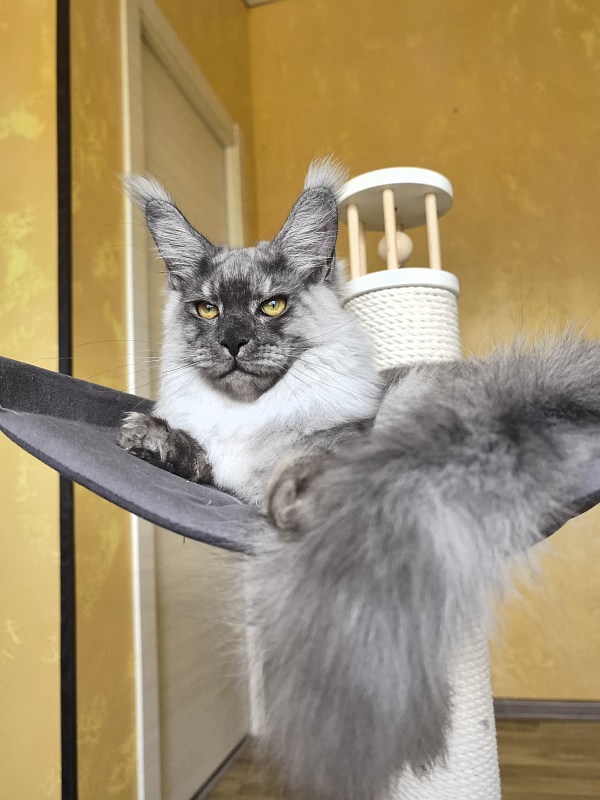 Filat Akbars - Kitten maine-coon 5 months 1 week