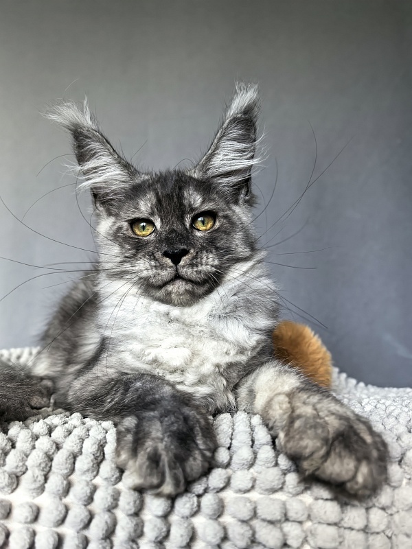 Filat Akbars - Kitten maine-coon 3 months 1.5 week
