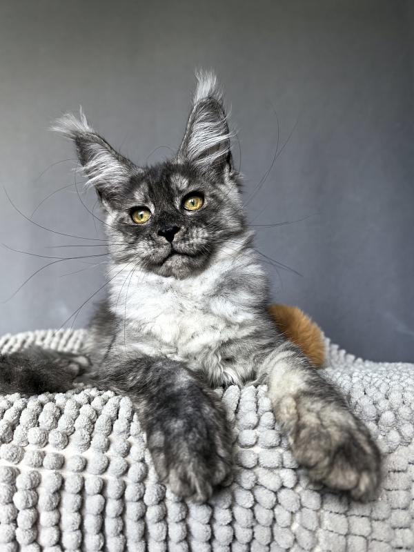 Filat Akbars - Kitten maine-coon 3 months 1.5 week
