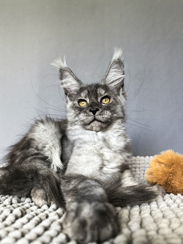 Filat Akbars - Kitten maine-coon 3 months 1.5 week