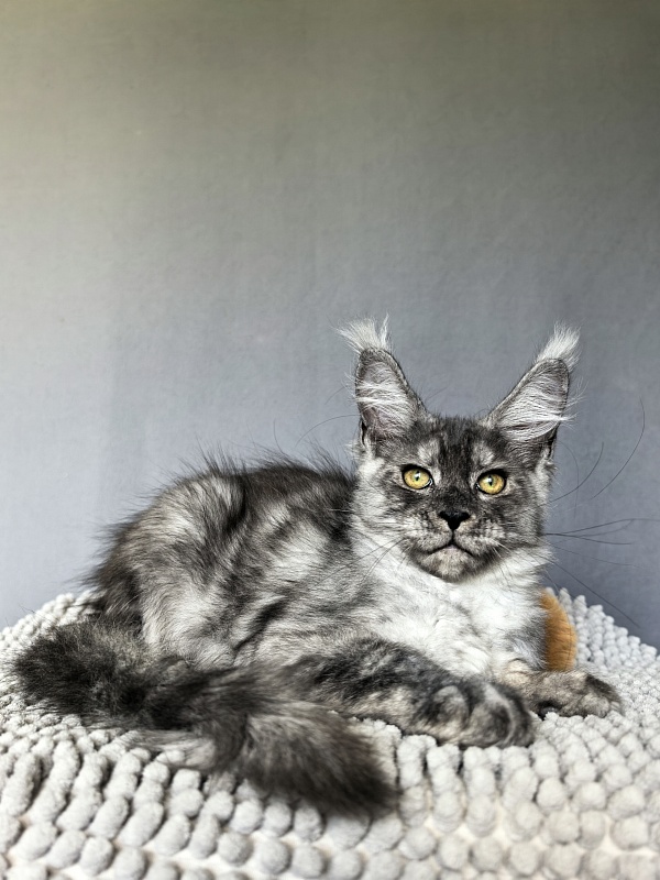 Filat Akbars - Kitten maine-coon 3 months 1.5 week