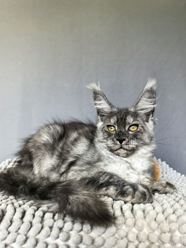 Filat Akbars - Kitten maine-coon 3 months 1.5 week