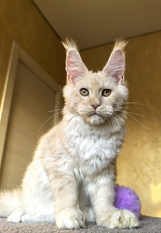 Our Nestor Akbars - Kitten maine-coon 5 months 1.5 week