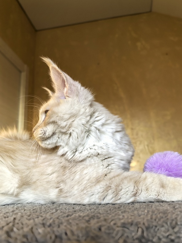 Our Nestor Akbars - Kitten maine-coon 5 months 1.5 week