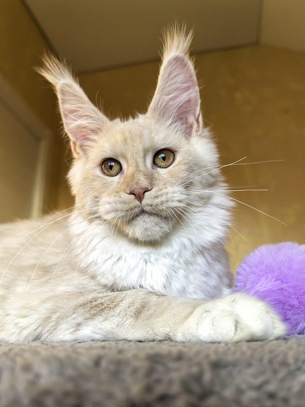 Our Nestor Akbars - Kitten maine-coon 5 months 1.5 week