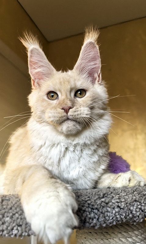 Our Nestor Akbars - Kitten maine-coon 5 months 1.5 week