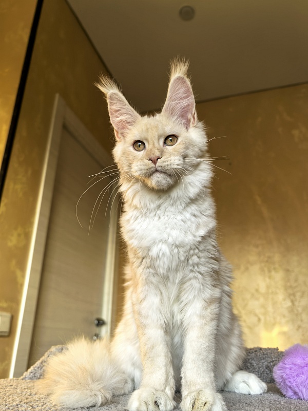 Our Nestor Akbars - Kitten maine-coon 5 months 1.5 week