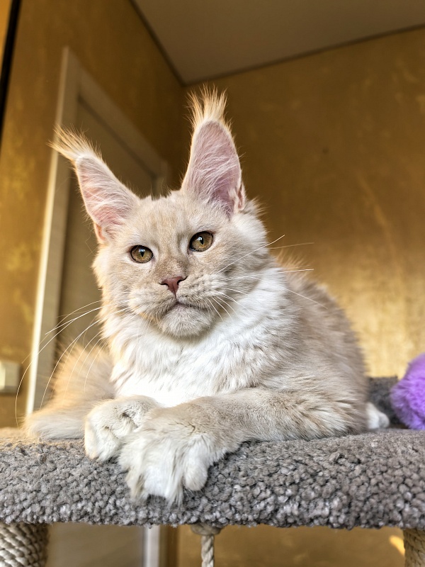 Our Nestor Akbars - Kitten maine-coon 5 months 1.5 week