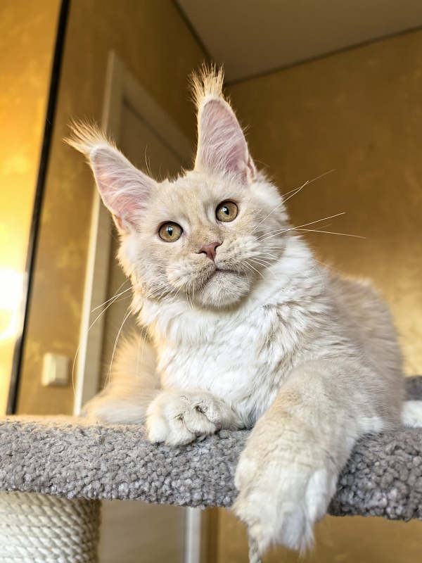 Our Nestor Akbars - Kitten maine-coon 5 months 1.5 week