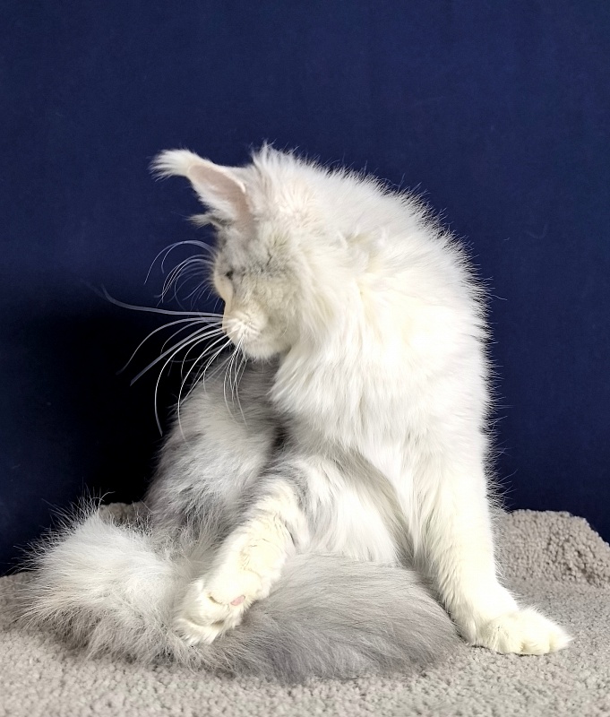 Ol*Ga Akbars - Junior maine-coon 7 months 4 weeks