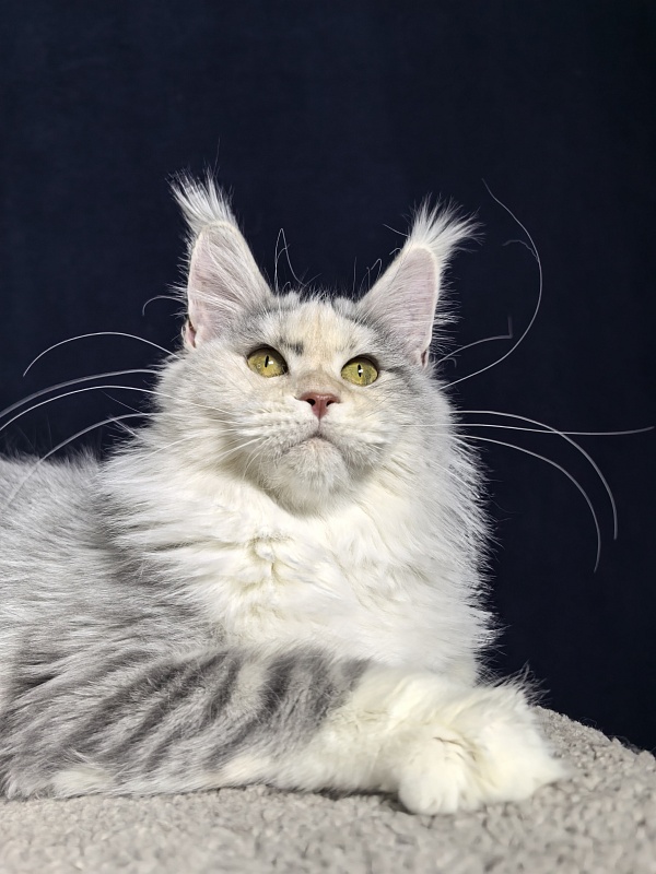 Ol*Ga Akbars - Junior maine-coon 7 months 4 weeks