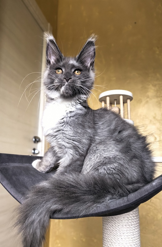 Our Rosa Akbars - Kitten maine-coon 3 months 3 weeks